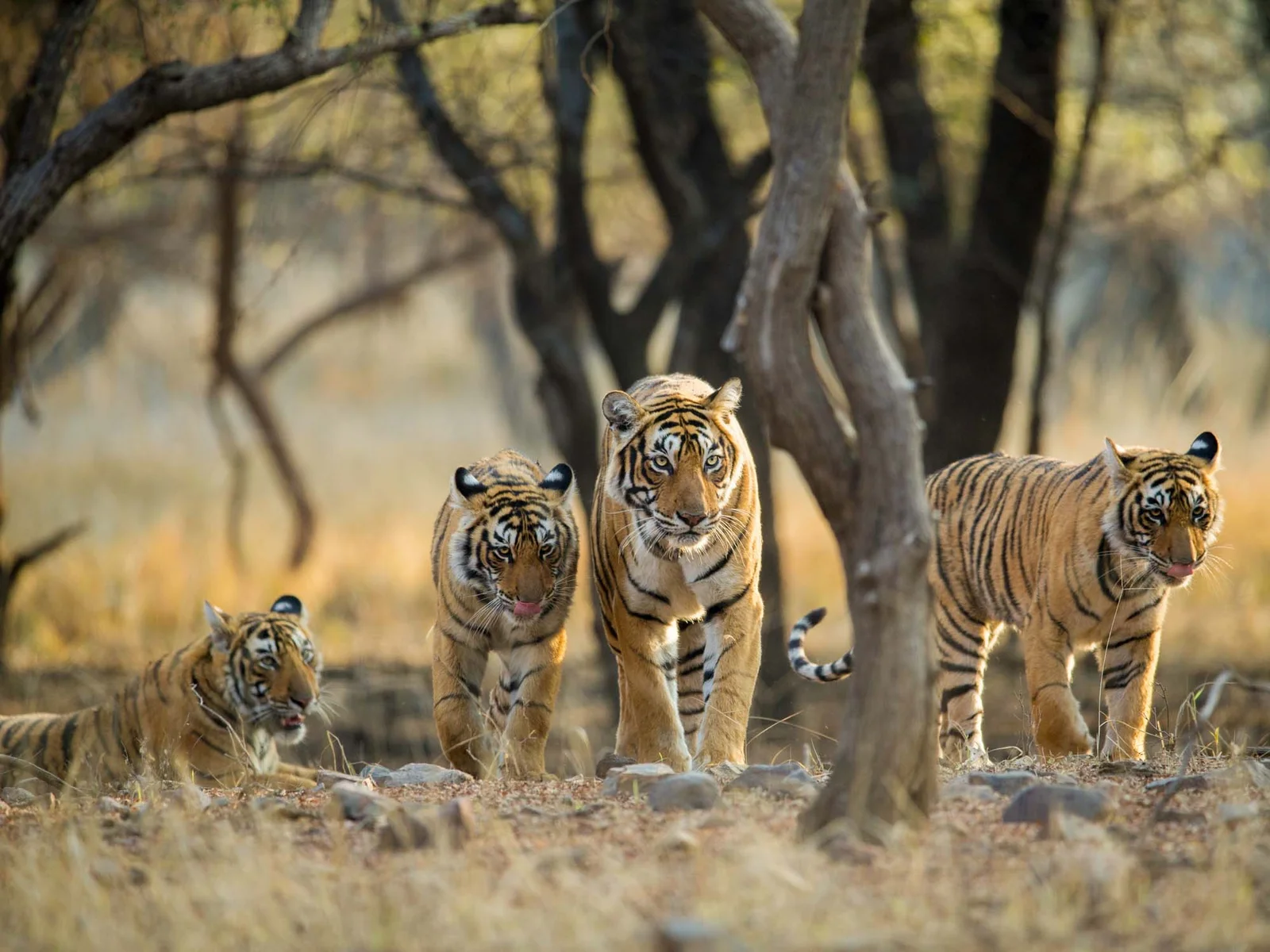Tigers-at-Ranthambhore-National-Park-Rajasthan-India
