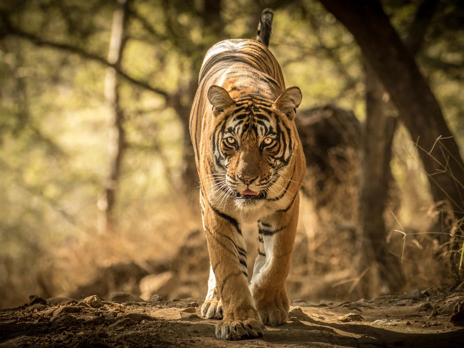Tiger-at-Ranthambhore-National-Park-Rajasthan-India