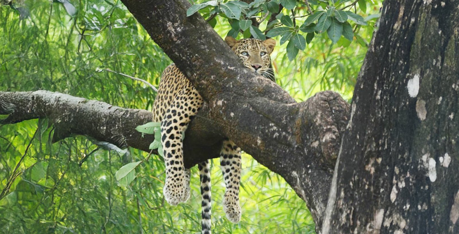 Leapord-Tadoba