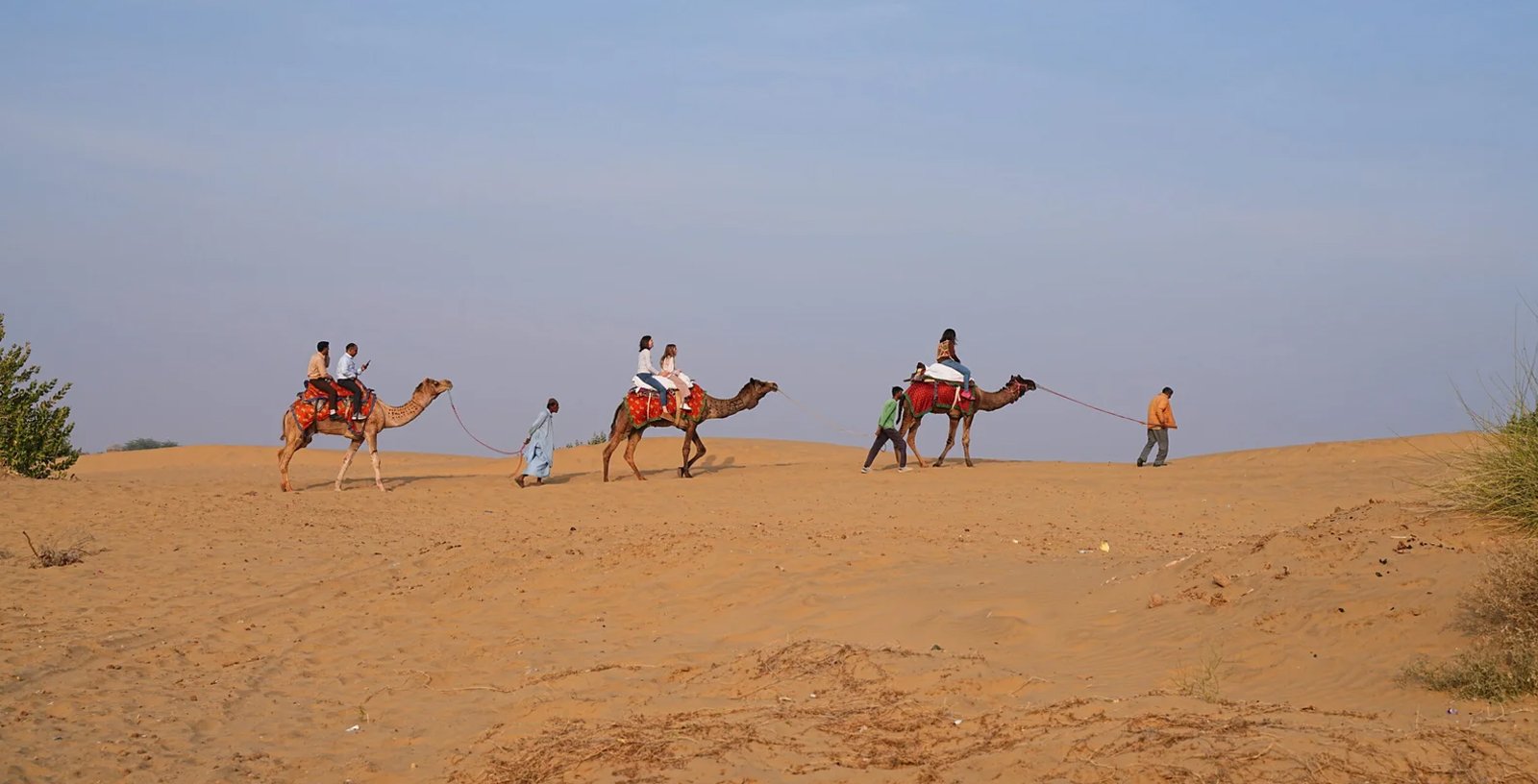 camelwebp
