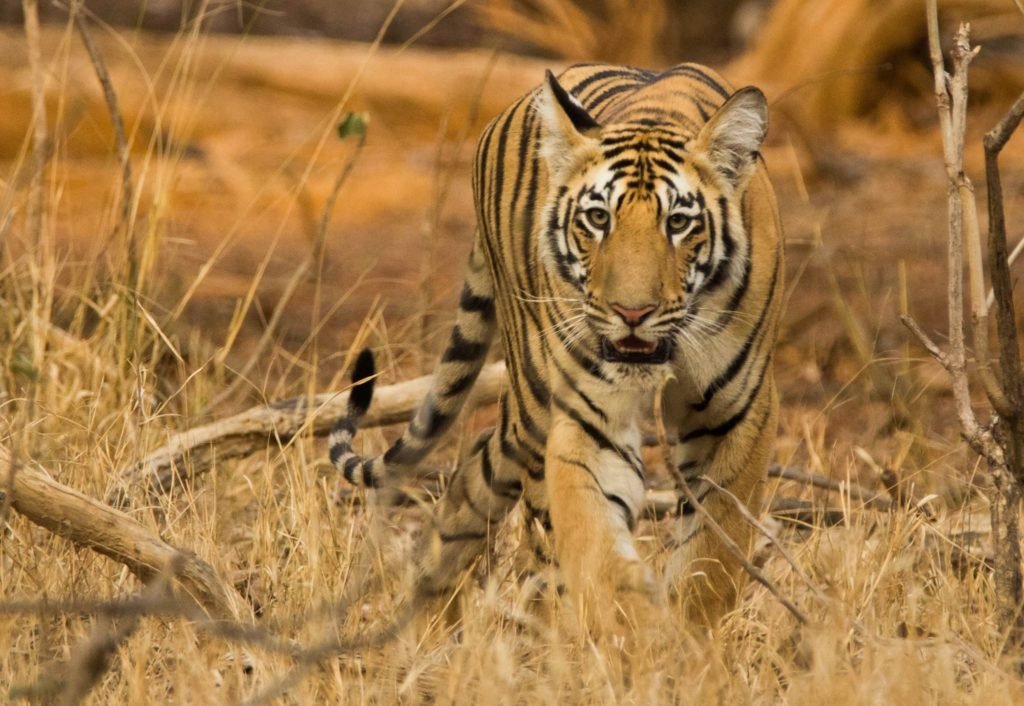 Maharashtra Wild Trail: A Regal Expedition into India’s Untamed Heart (2026 Guide)