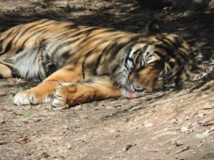 Where The Jungle Book Came to Life: A Guide to Pench National Park Safaris