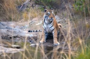 Sawai Madhopur - Ranthambore: A Regal Wilderness Sojourn on the Deccan Odyssey
