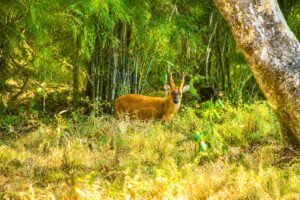 Tadoba National Park: A Regal Sojourn into the Heart of the Maharashtra Wild Trail