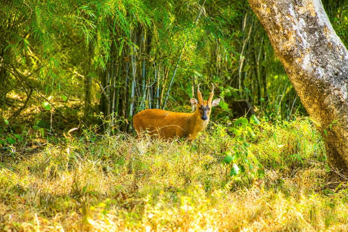 Tadoba National Park: A Regal Sojourn into the Heart of the Maharashtra Wild Trail